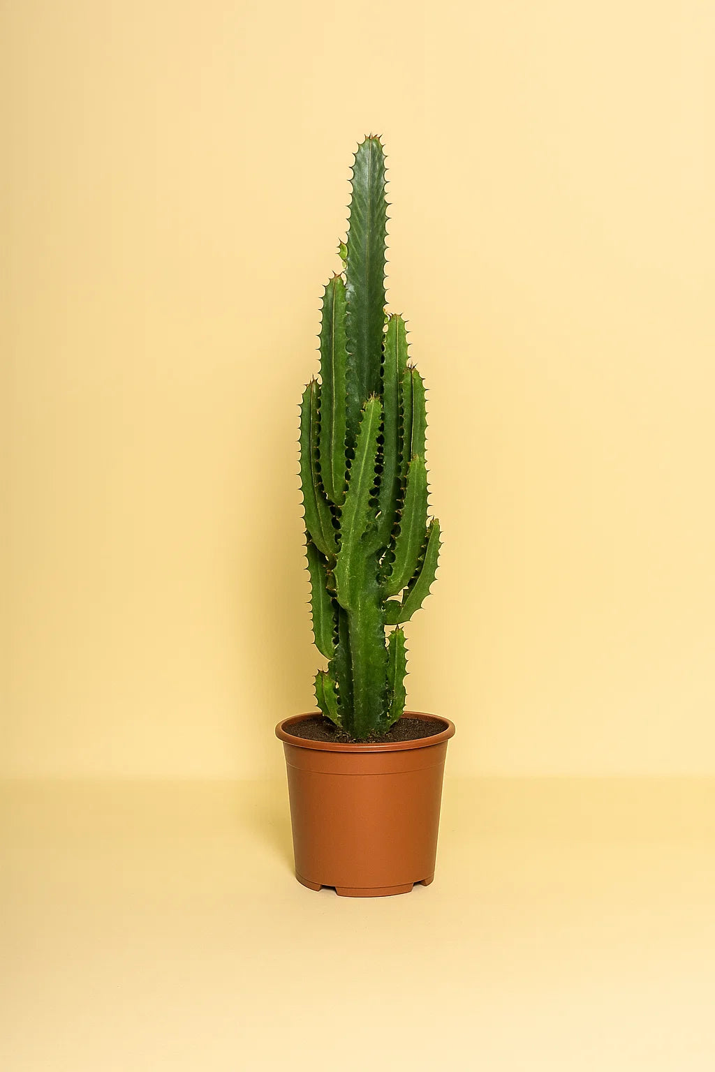 Euphorbia Trigona