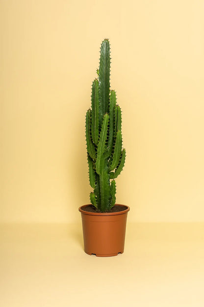 Euphorbia Trigona