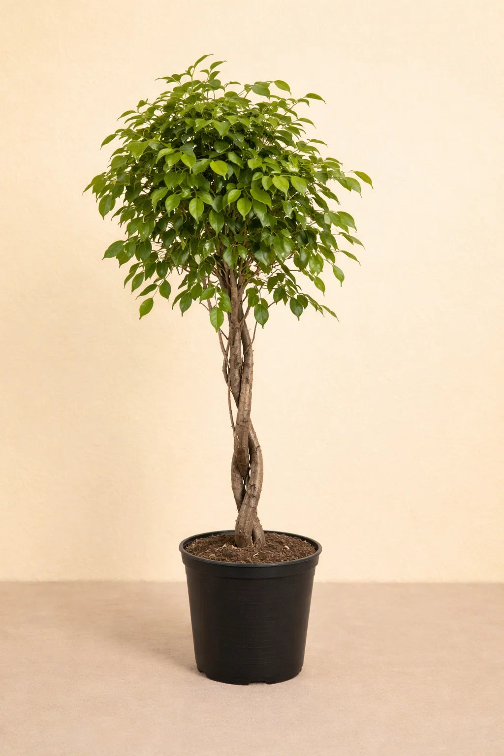 Ficus Benjamina Exotica