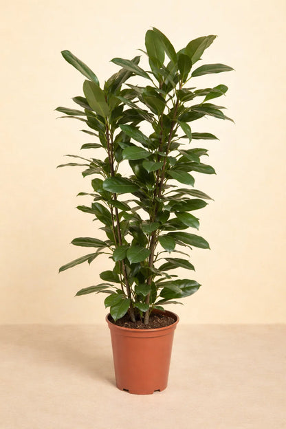 Ficus Cyathistipula