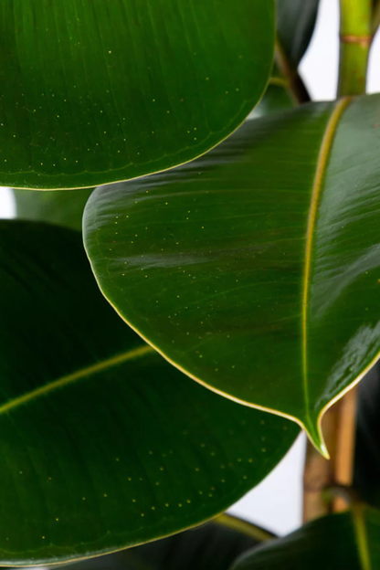 Ficus Elastica Robusta
