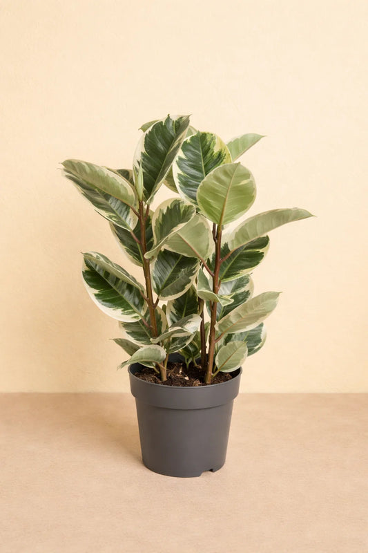 Ficus Elastica Tineke