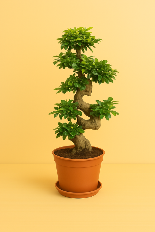 Ficus Ginseng