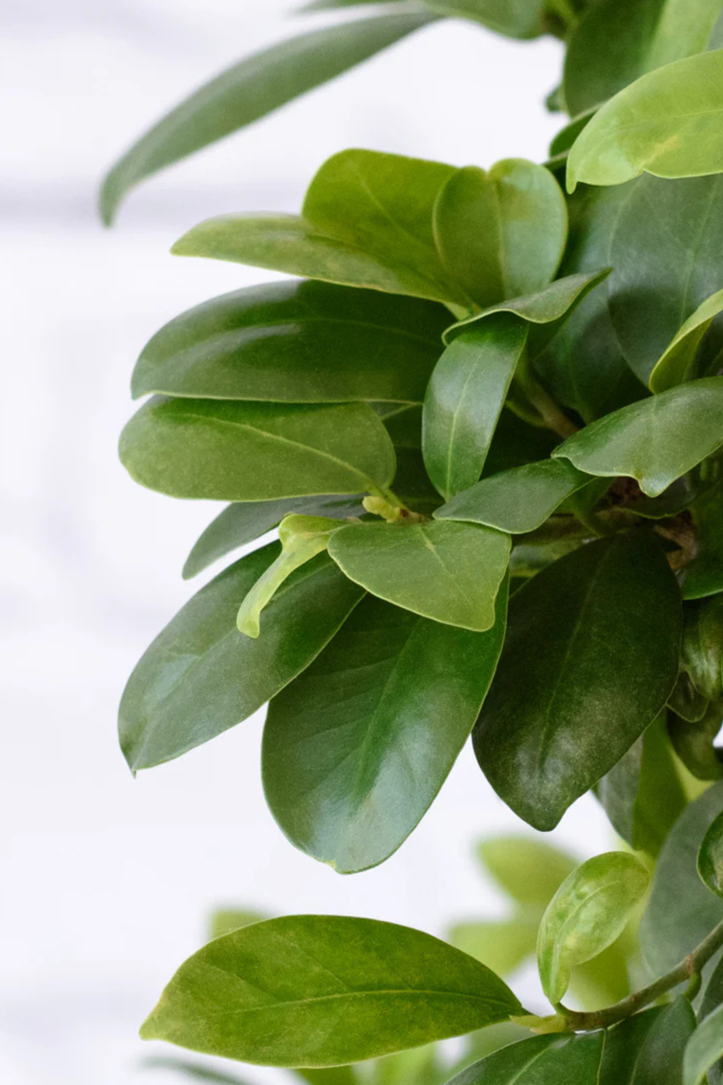 Ficus Ginseng