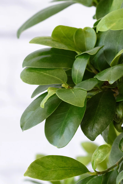 Ficus Ginseng