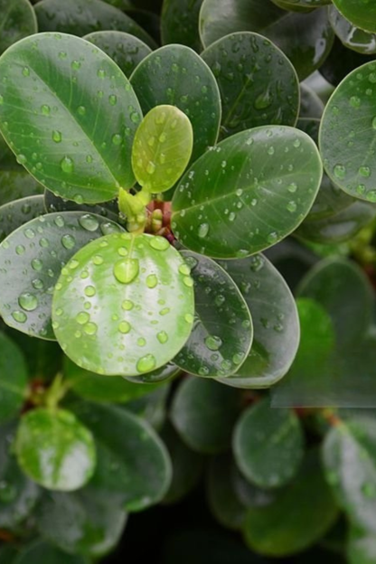 Ficus Micr. Moclame