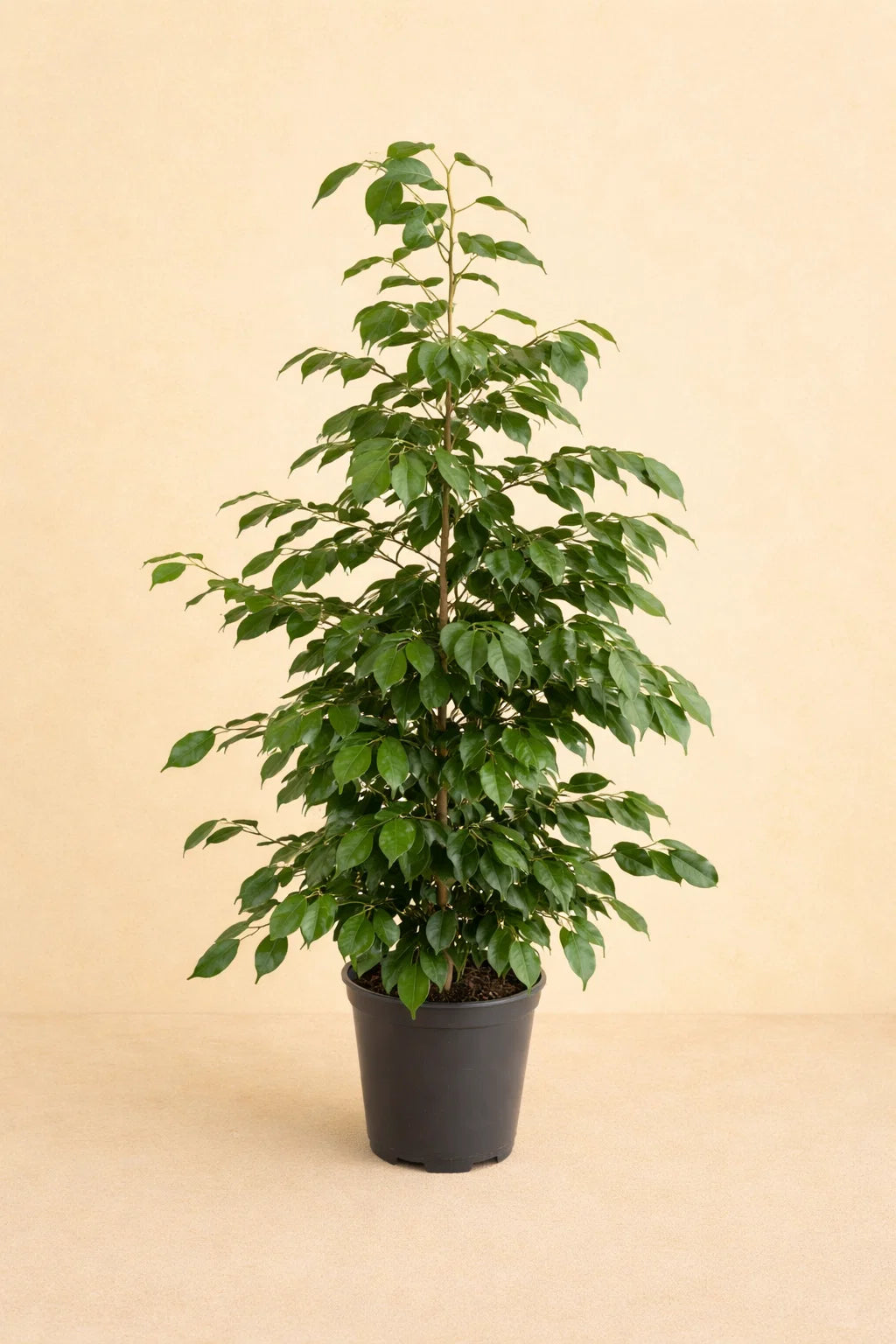 Ficus Benjamina Danielle
