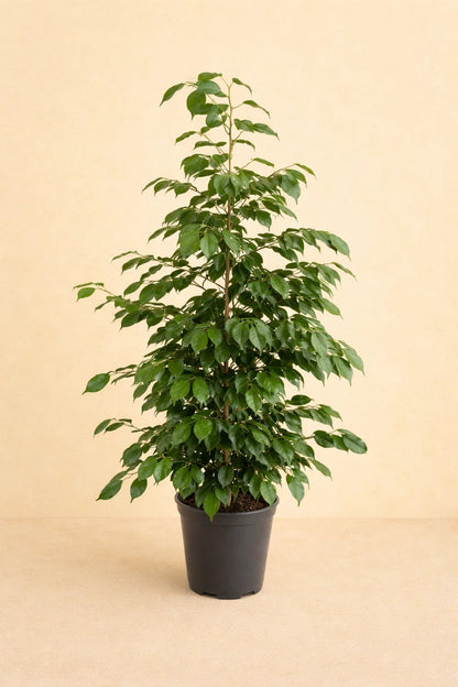 Ficus Benjamina Danielle