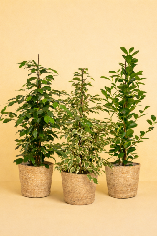 Ficus Benjamina Danielle + Ficus Benjamina Twilight + Ficus Microcarpa Moclame + Mand Selin