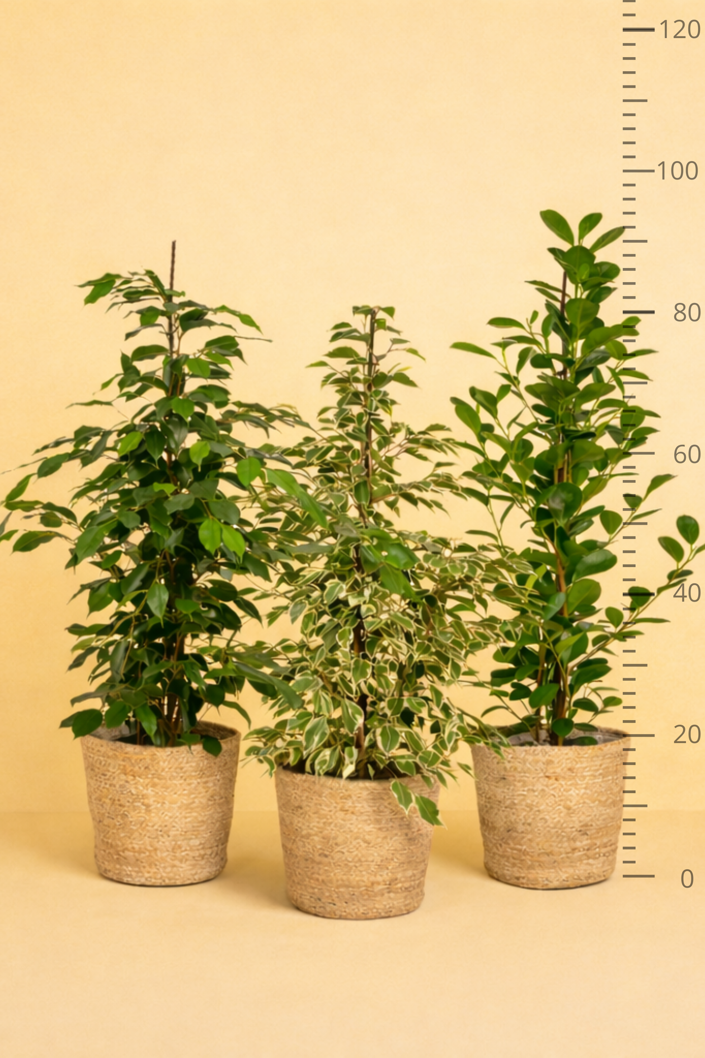 Ficus Benjamina Danielle + Ficus Benjamina Twilight + Ficus Microcarpa Moclame + Mand Selin