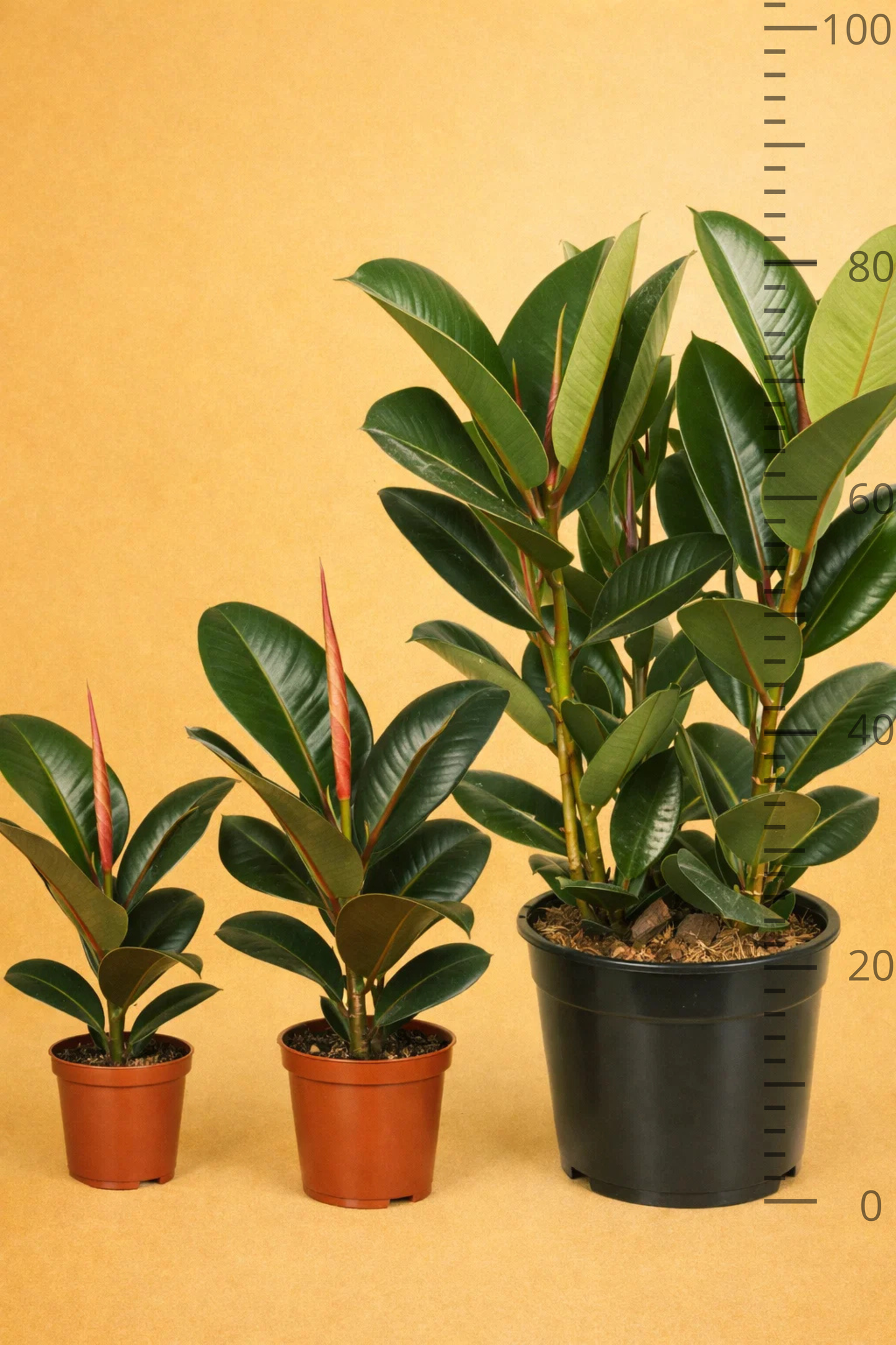 Ficus Elastica Robusta
