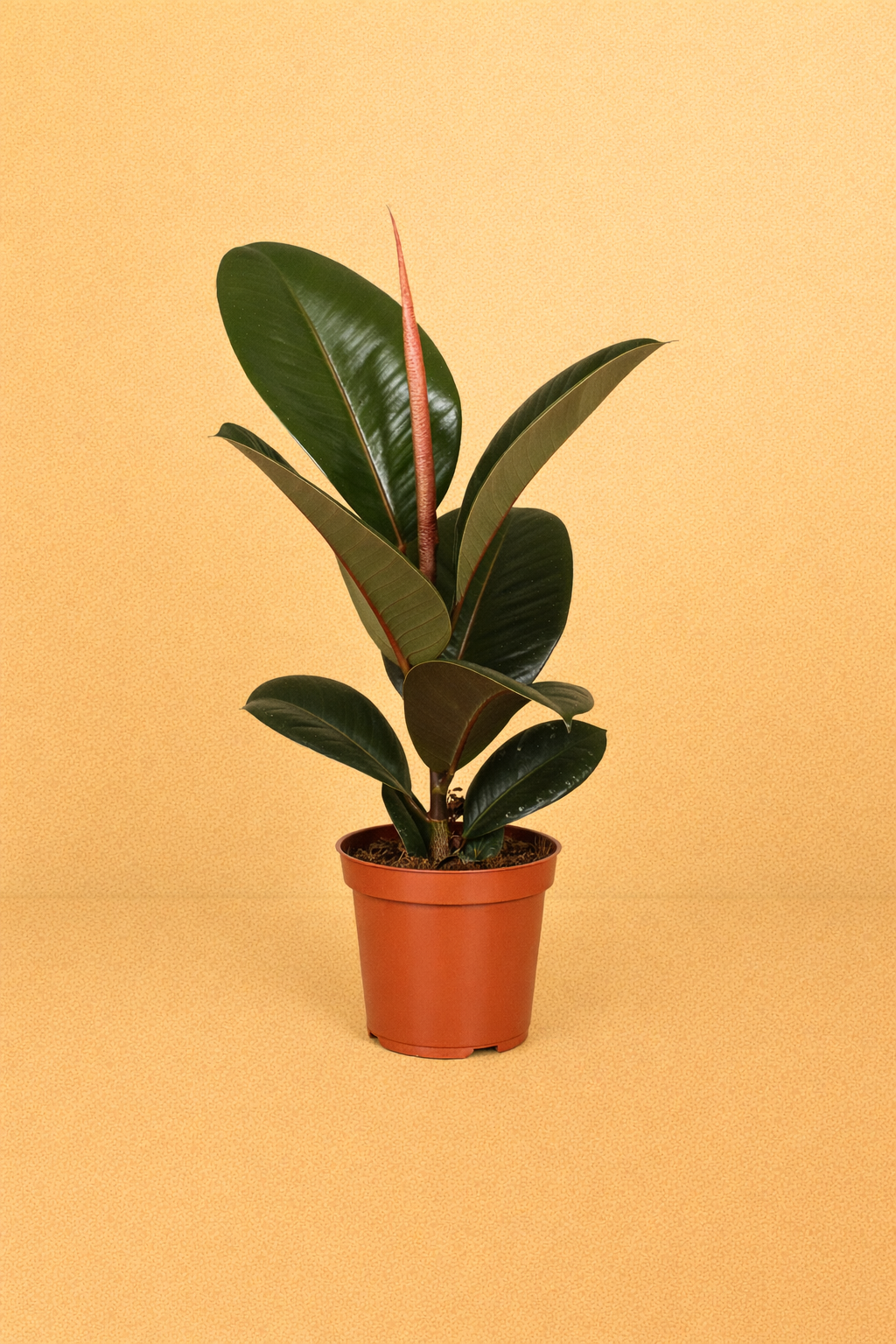 Ficus Elastica Robusta