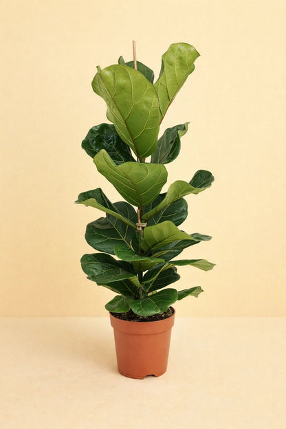 Ficus Lyrata