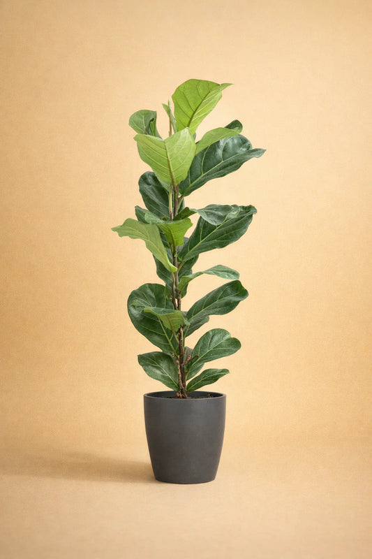 Ficus Lyrata + pot