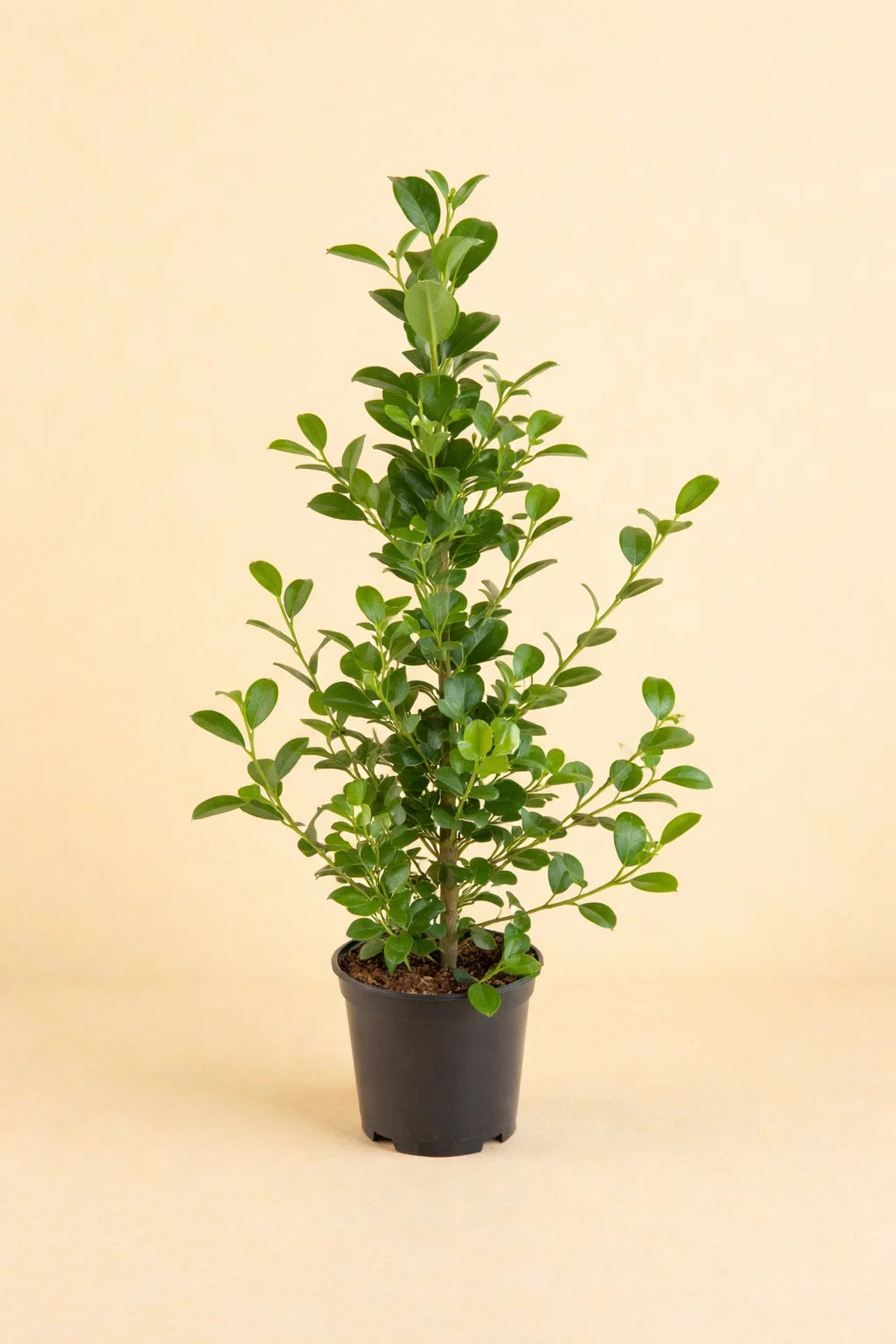 Ficus Microcarpa Moclame