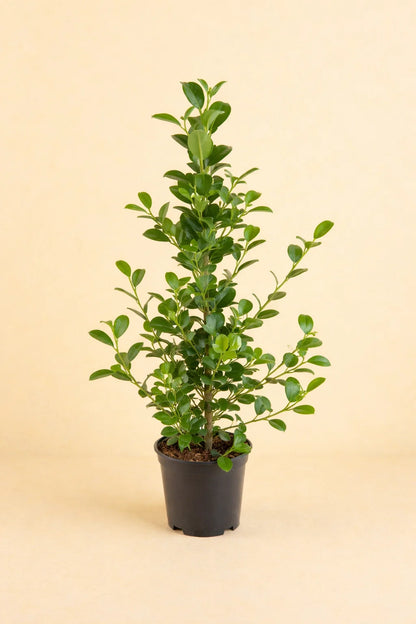 Ficus Microcarpa Moclame