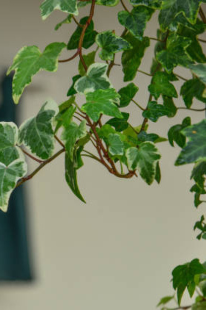 Hedera Wonder Green