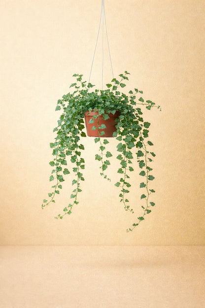 Hedera Wonder Green
