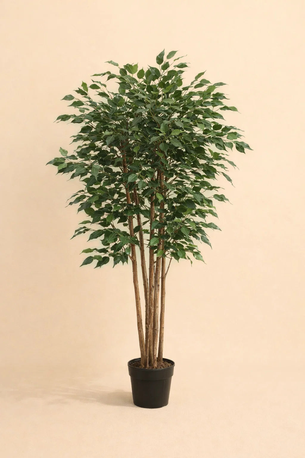 Kunstplant Ficus Benjamina Classic