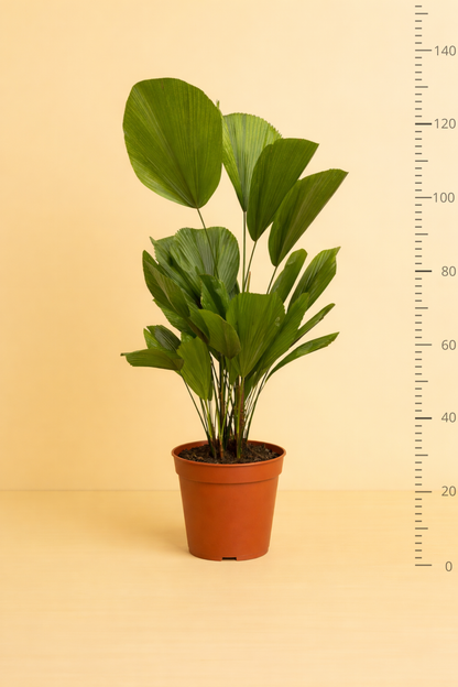 Licuala Grandis
