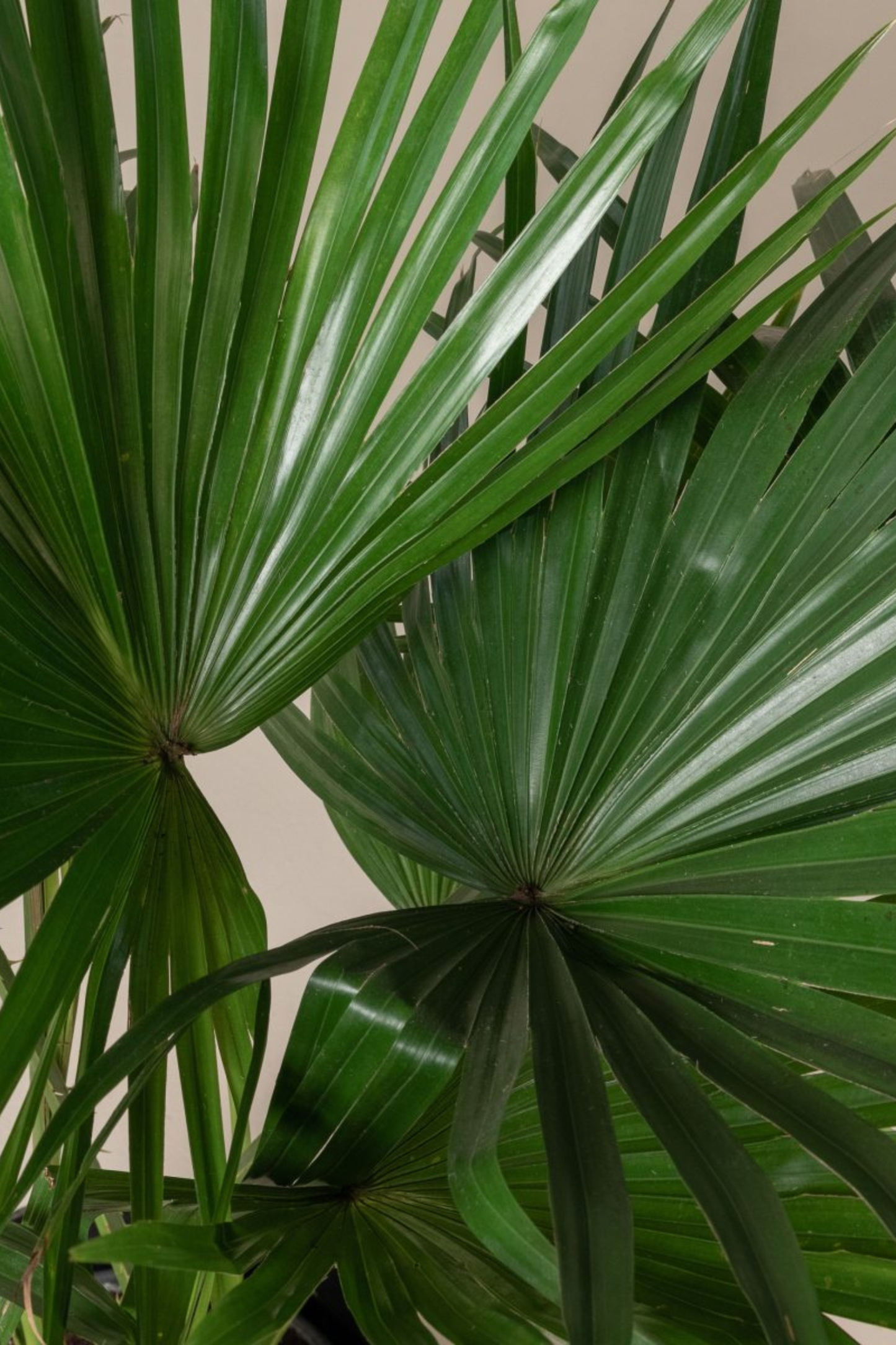 Livistona Chinensis