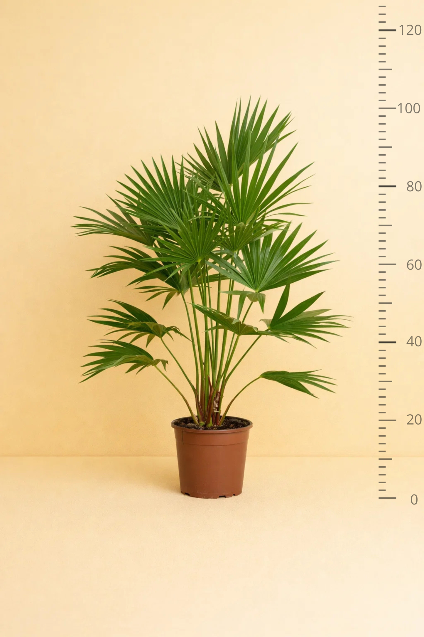 Livistona Chinensis