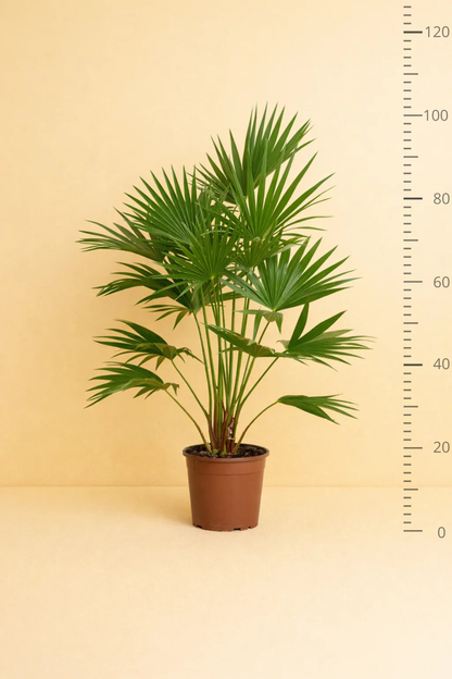Livistona Chinensis