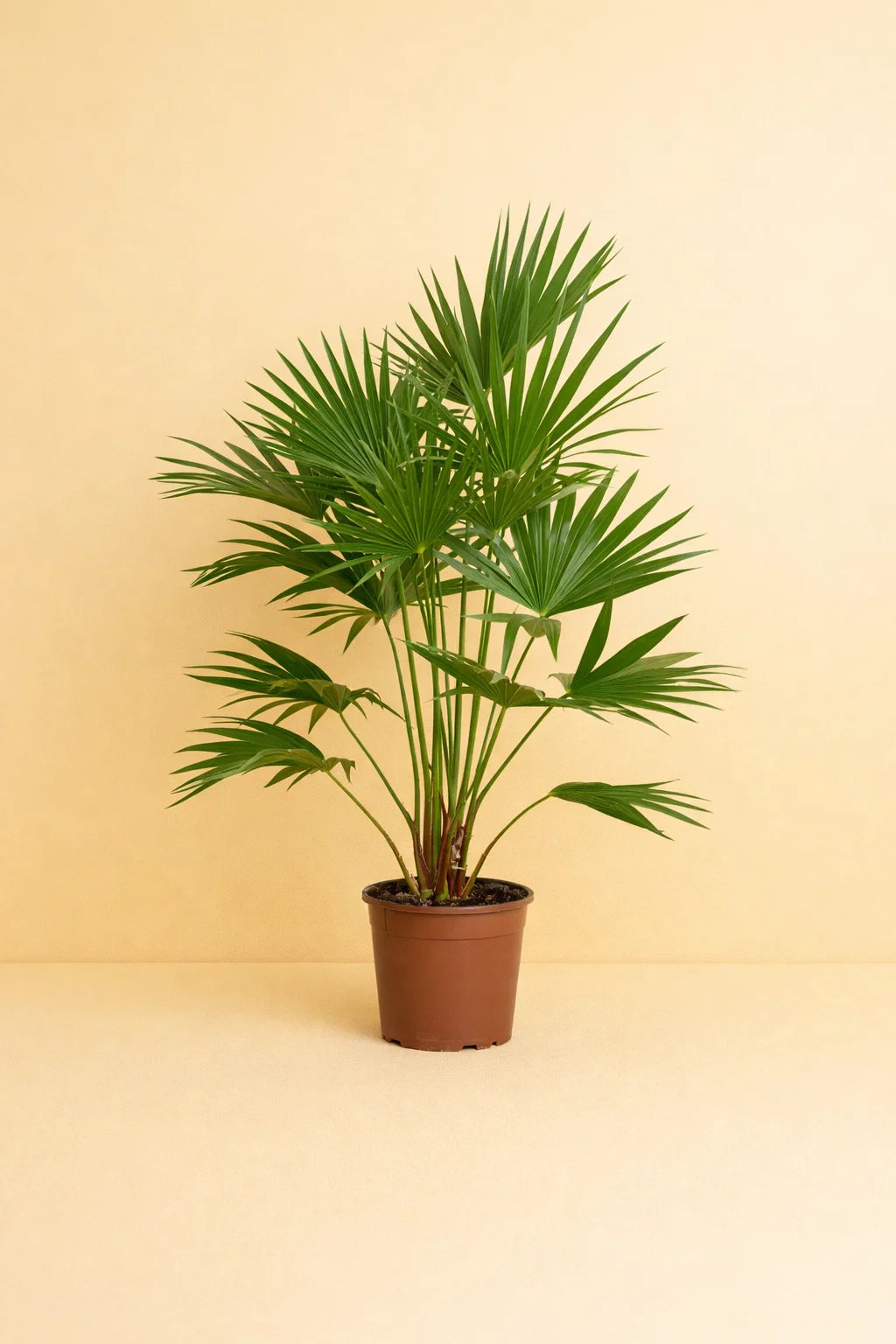 Livistona Chinensis