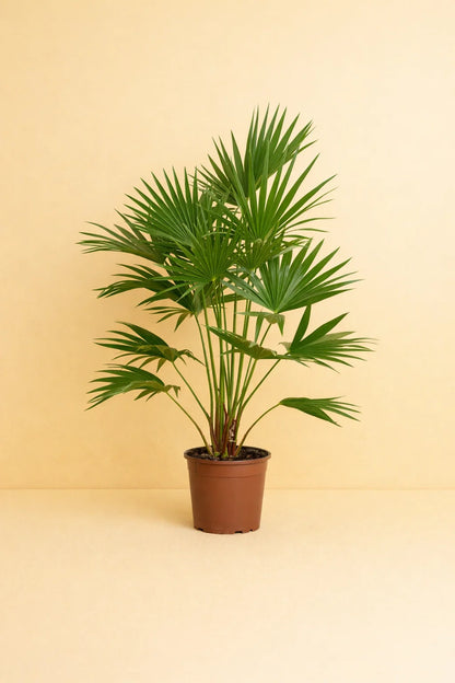 Livistona Chinensis