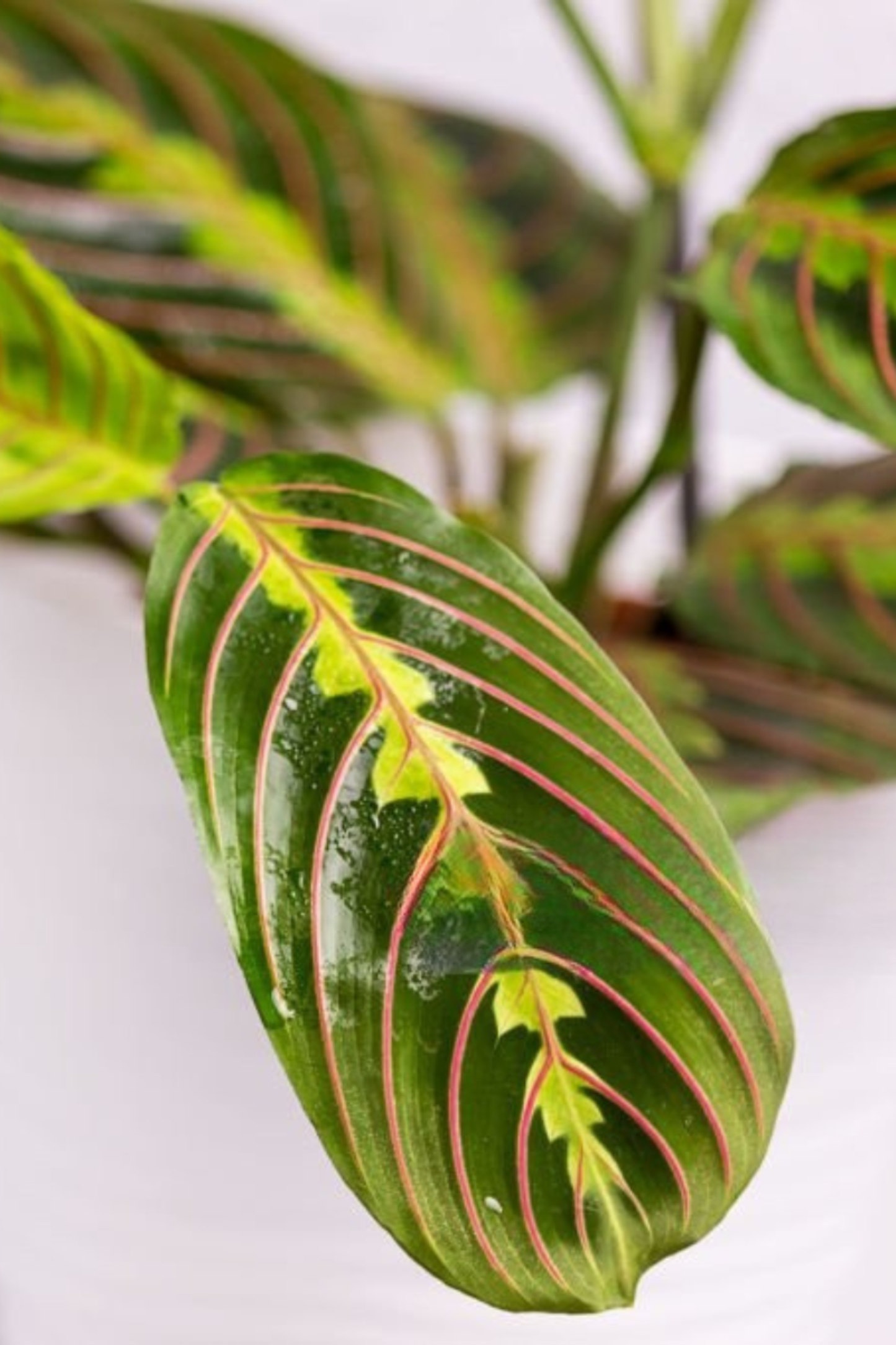 Maranta Leuconeura Fascinator