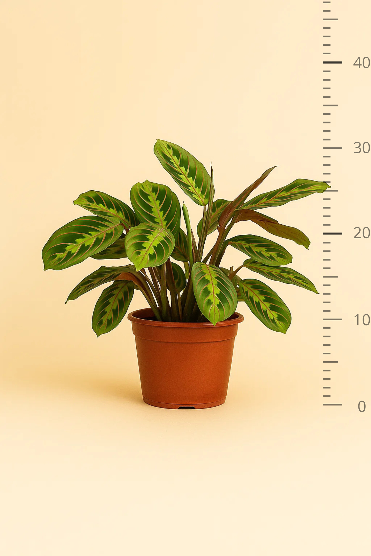 Maranta Leuconeura Fascinator