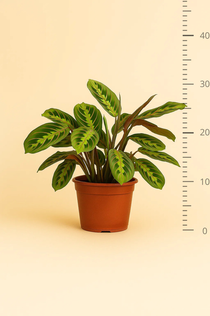 Maranta Leuconeura Fascinator