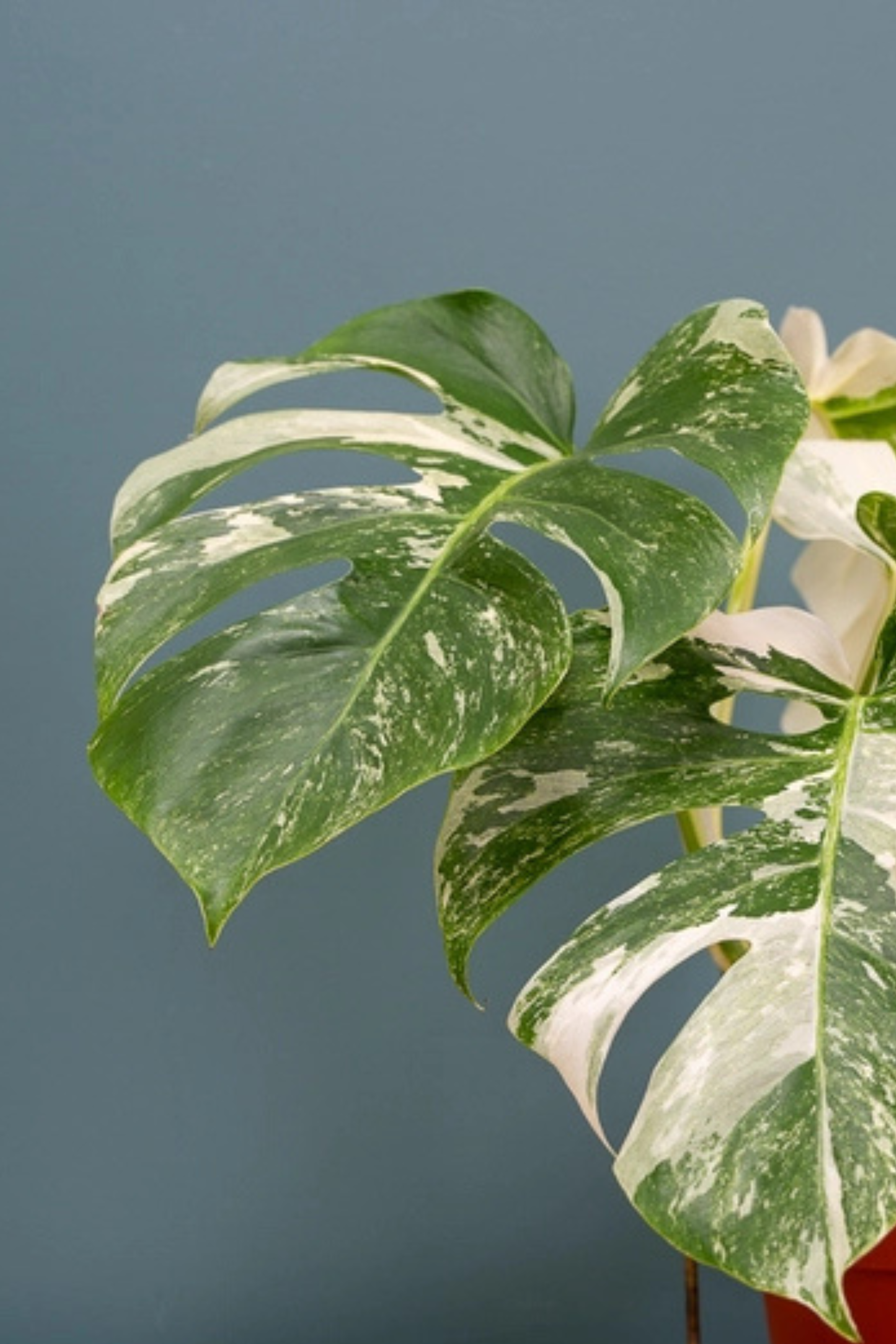 Monstera Deliciosa Variegata