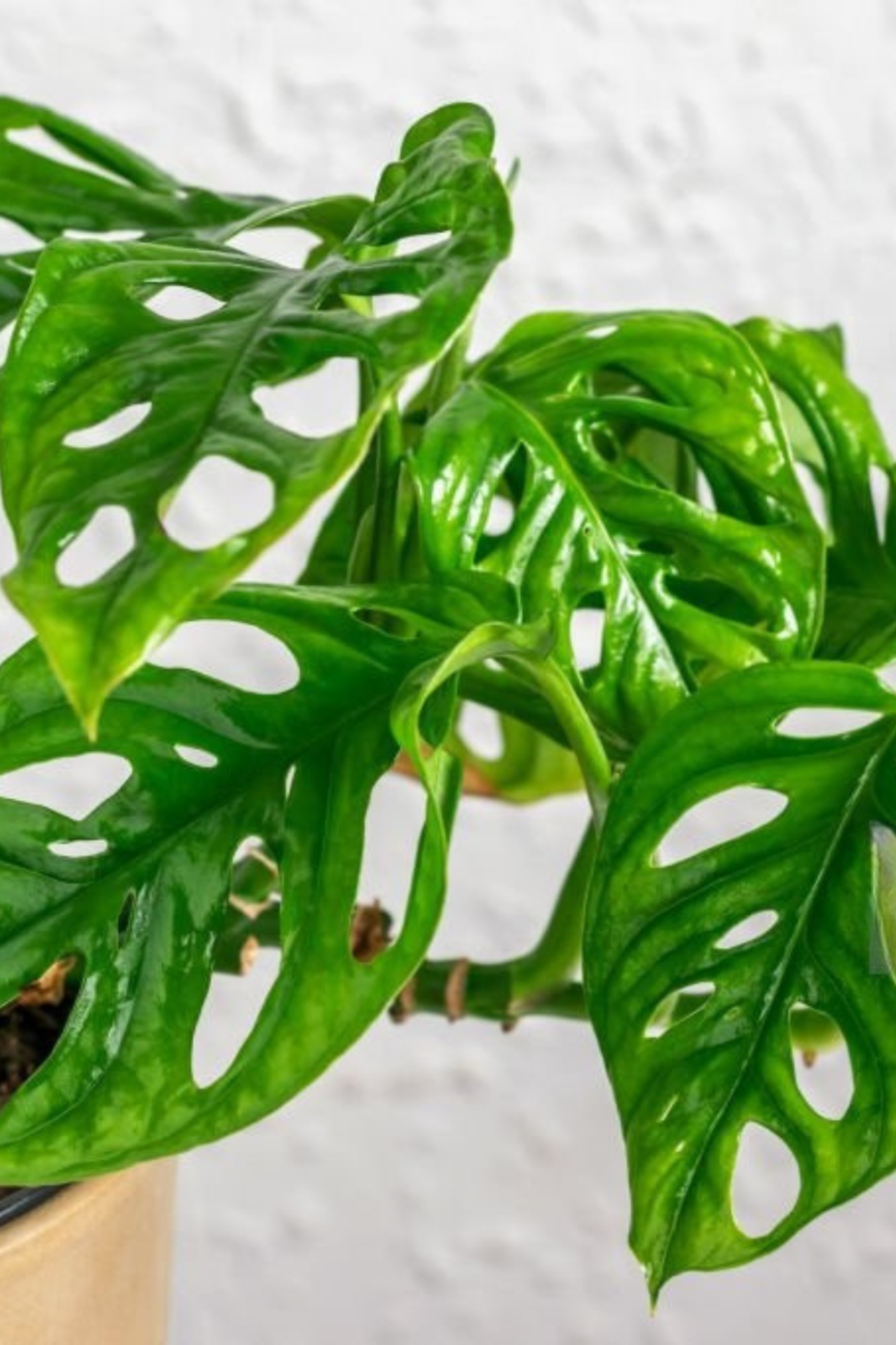 Monstera Monkey