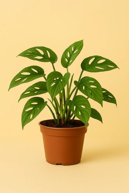 Monstera Monkey