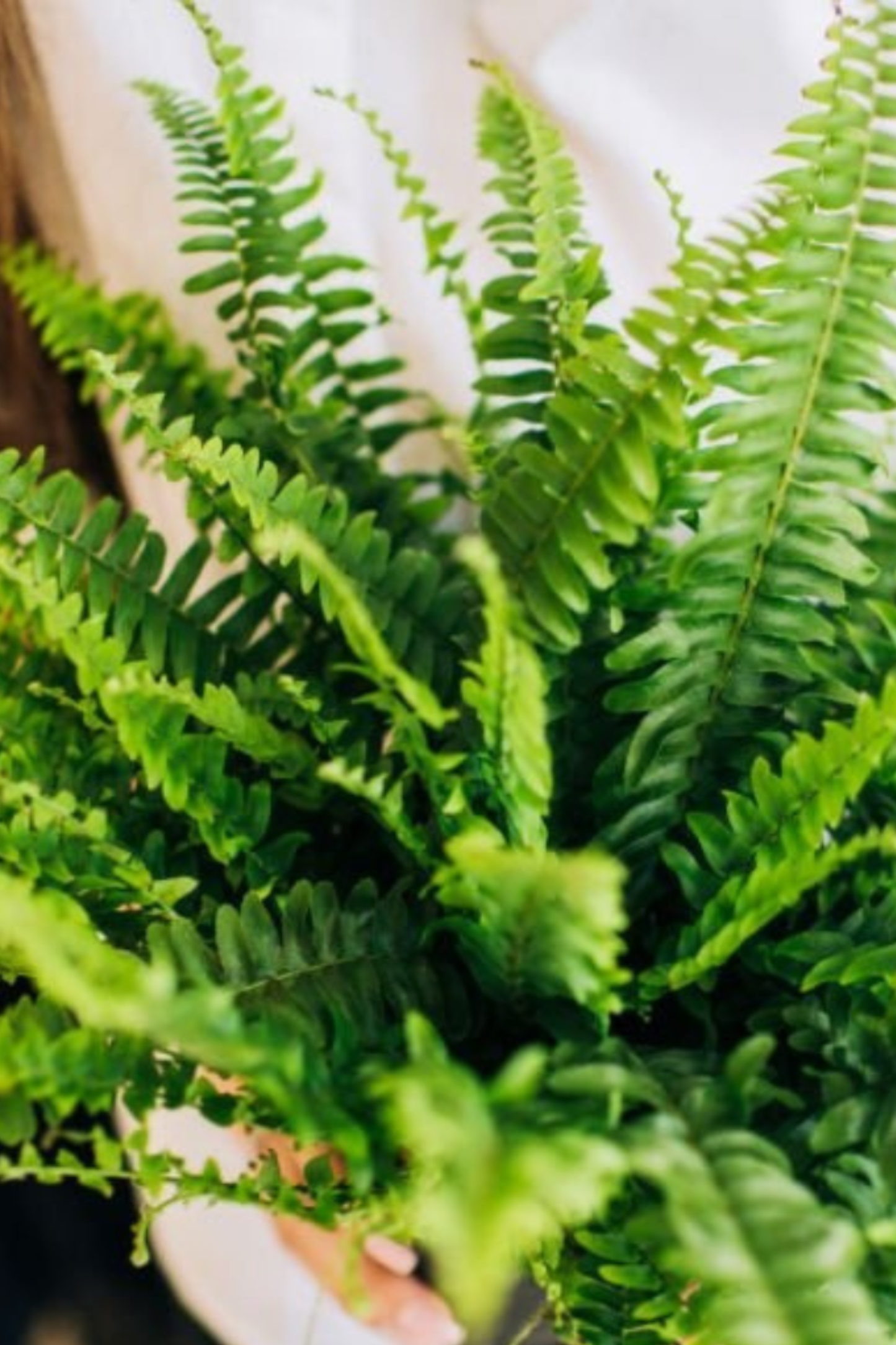 Nephrolepis Green Lady