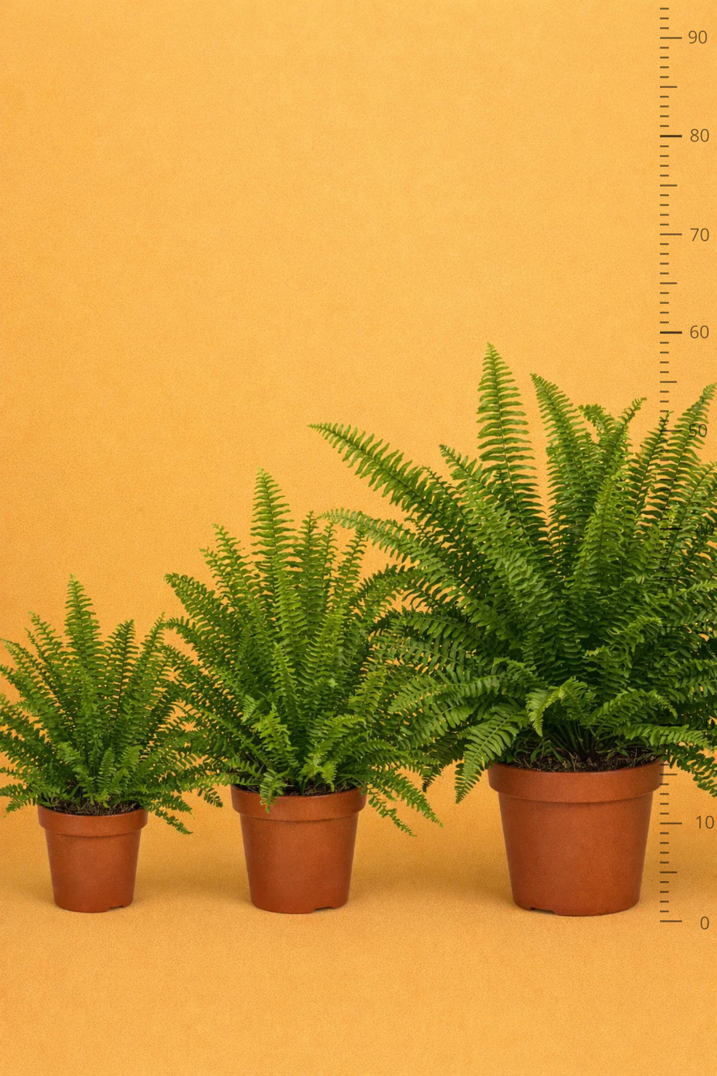Nephrolepis Green Lady
