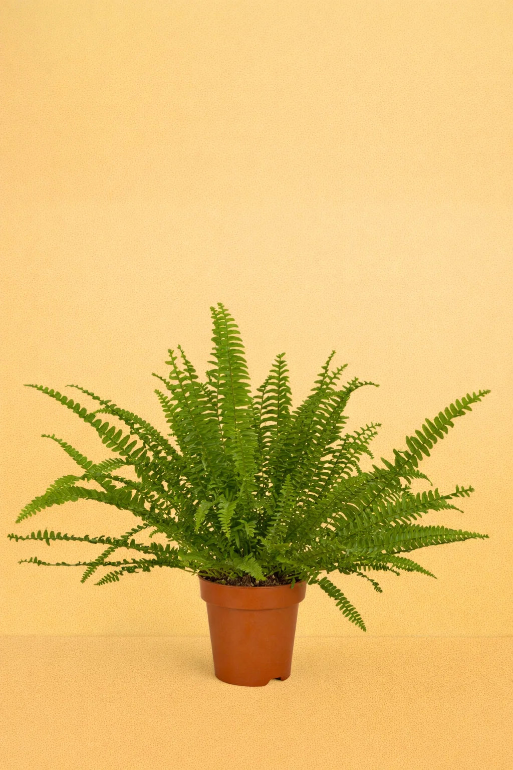 Nephrolepis Green Lady