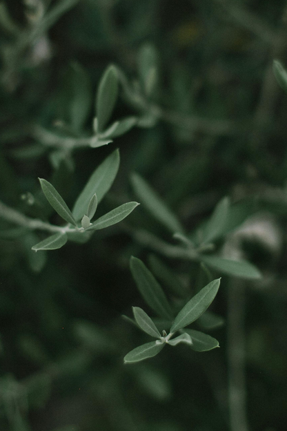 Olea Europaea op stam