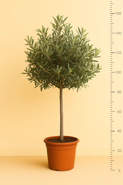 Olea Europaea op stam