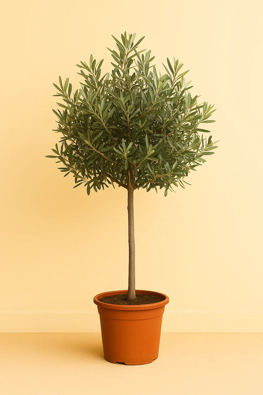 Olea Europaea op stam