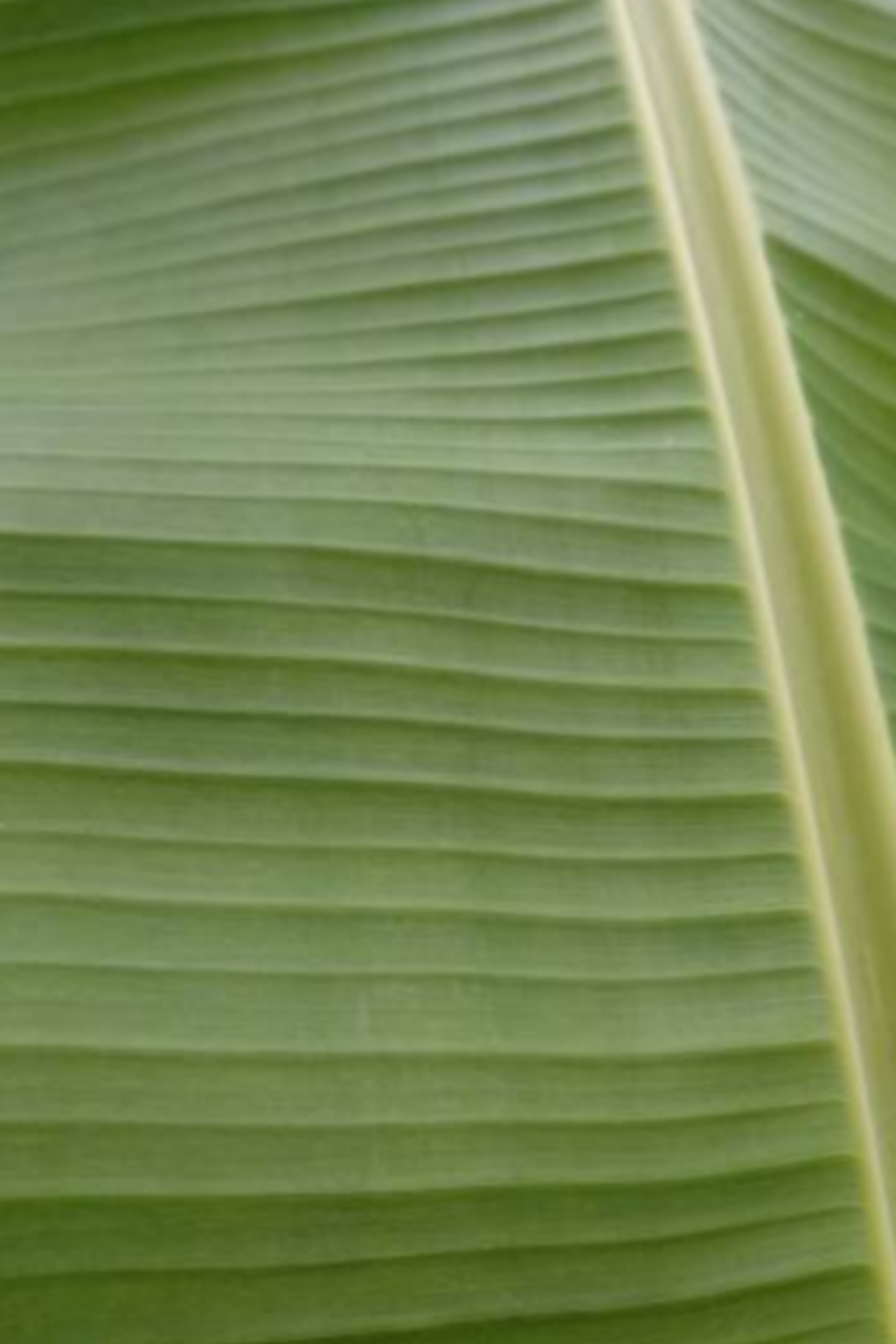 Bananenplant