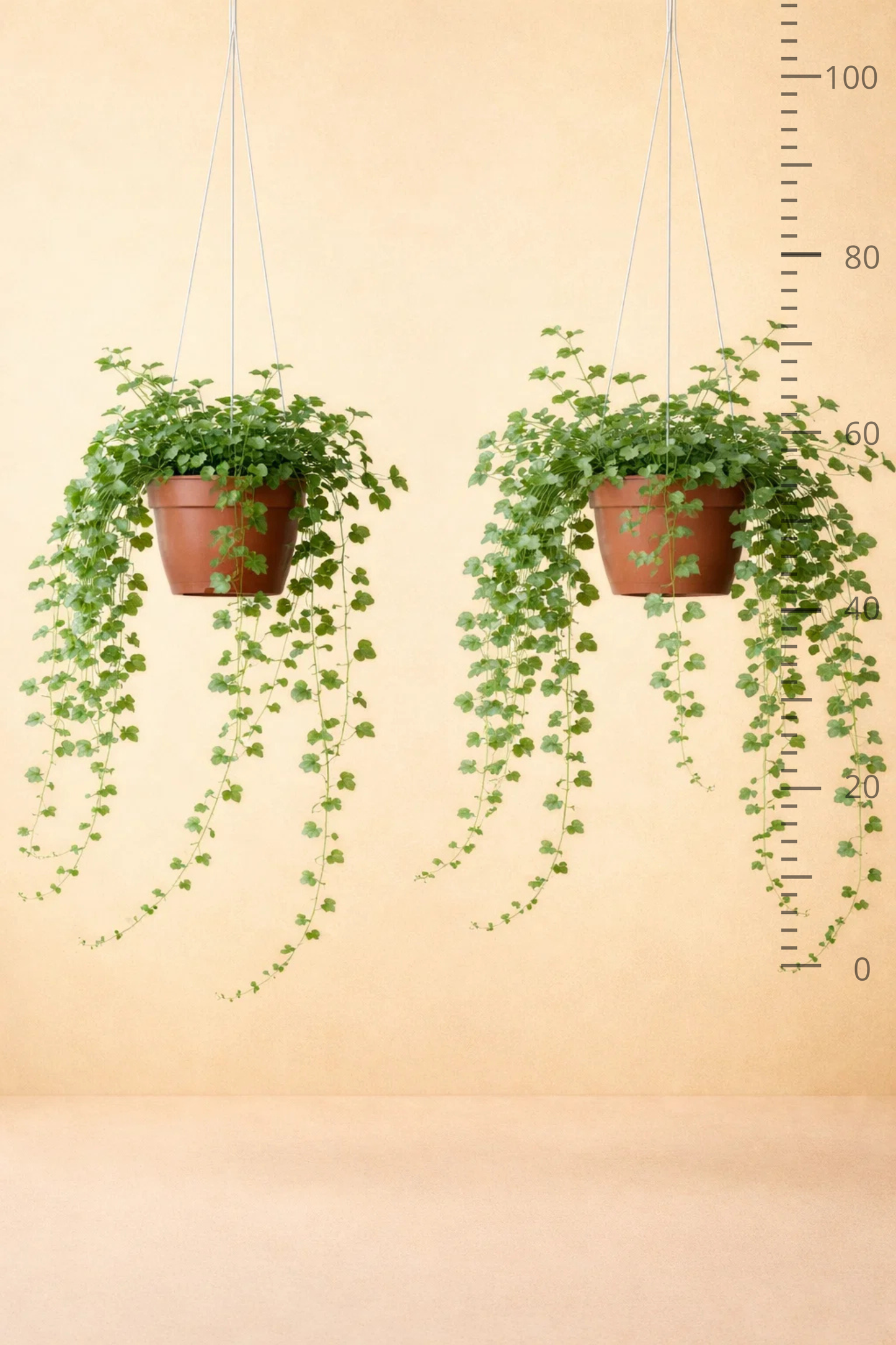 Hedera Wonder Green