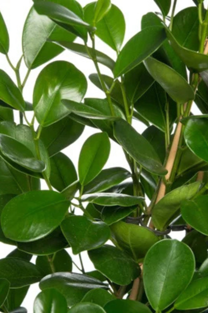 Ficus Microcarpa Moclame