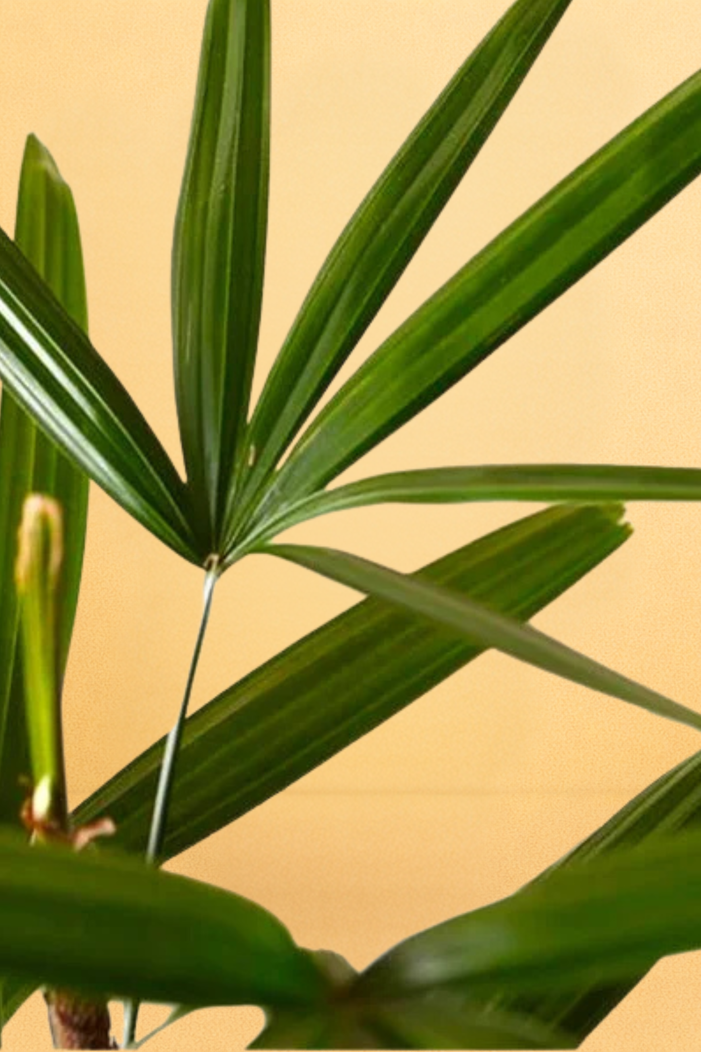 Rhapis Excelsa