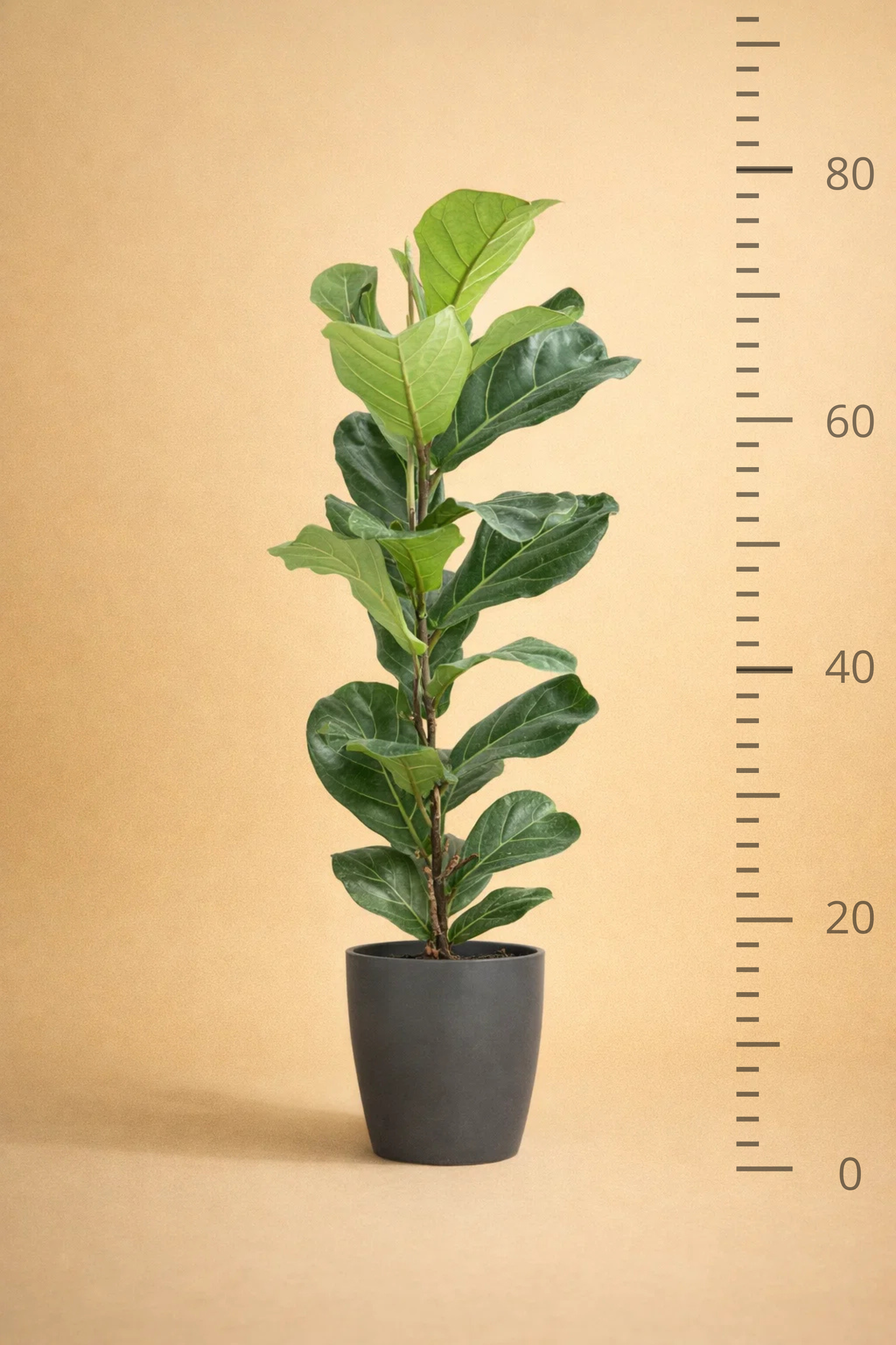 Ficus Lyrata + pot