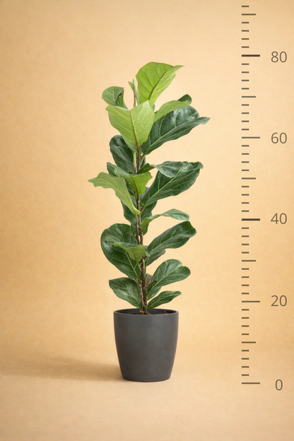 Ficus Lyrata + pot