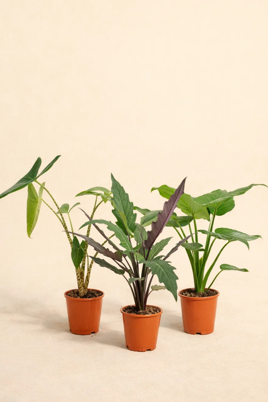 Alocasia Zebrina + Alocasia Cucullata + Alocasia Lauterbachiana