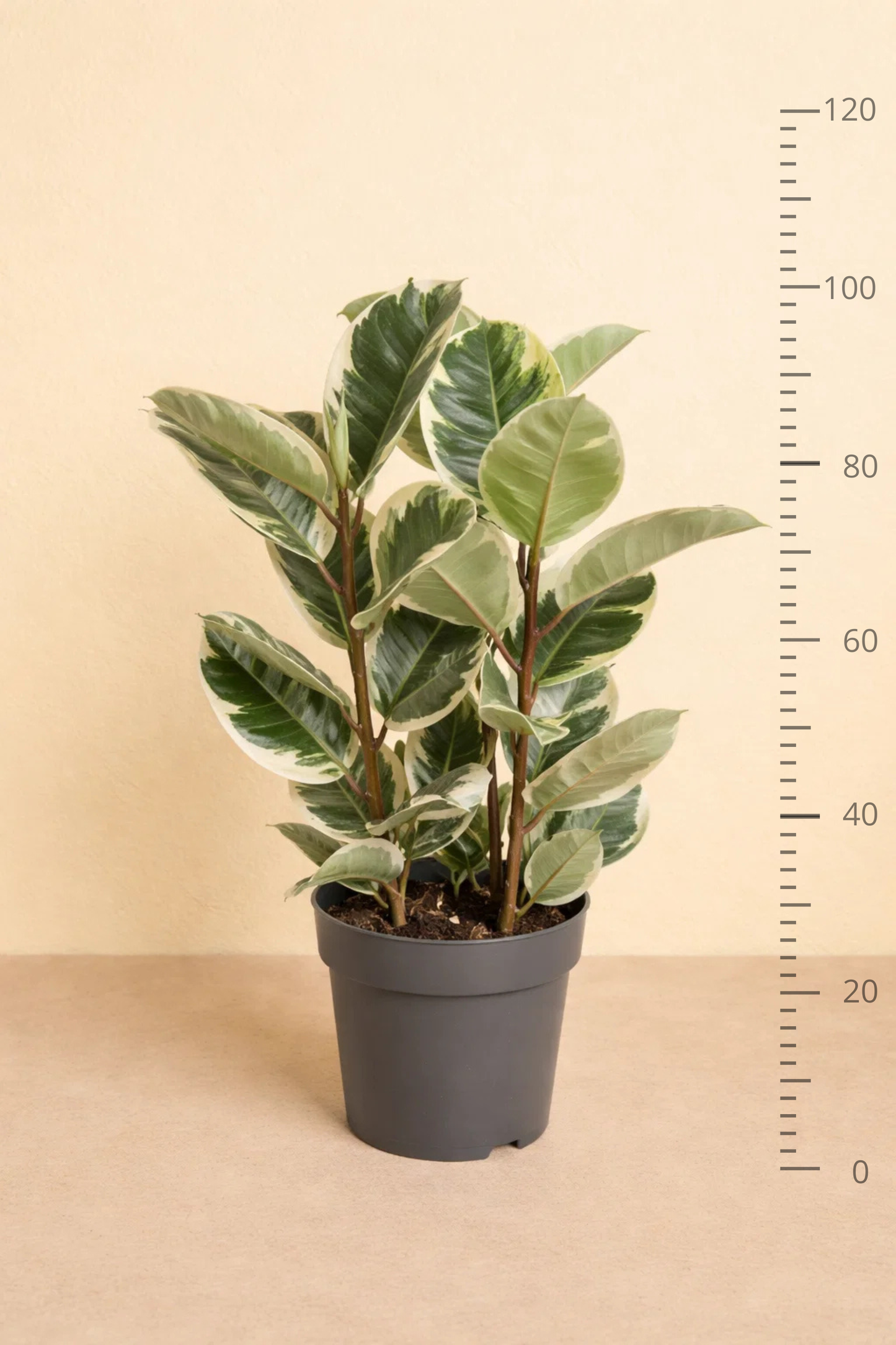 Ficus Elastica Tineke