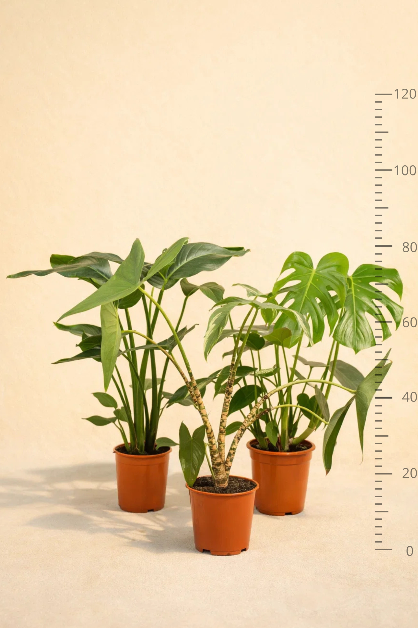 Monstera Deliciosa + Alocasia Zebrina + Strelitzia Nicolai